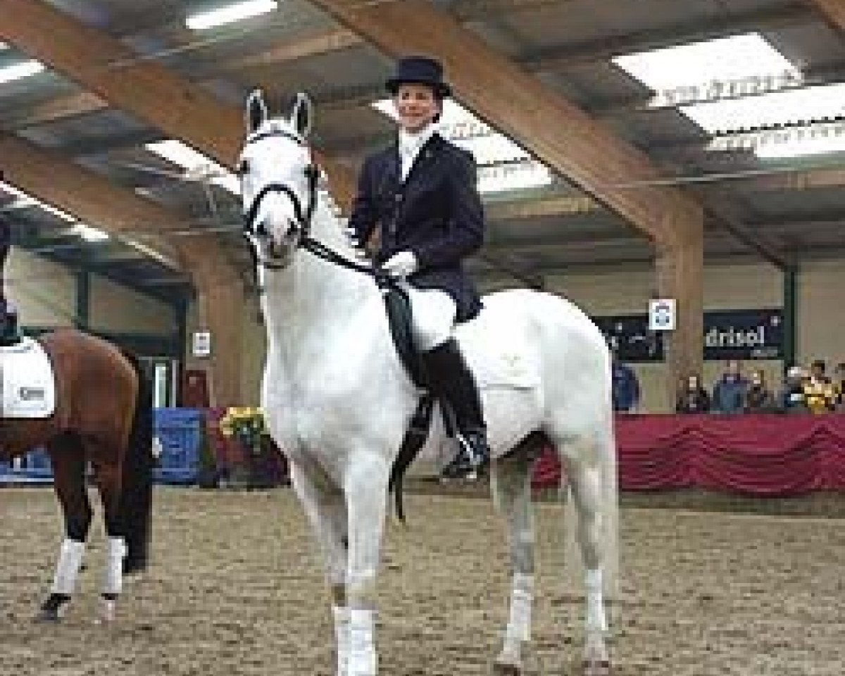 stallion Oosterveld's Marsaz ox (Arabian purebred, 1978, from Rissaz ox)