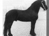 stallion Lammert 260 (Friese, 1975, from Bjinse 241)