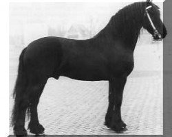 stallion Lammert 260 (Friese, 1975, from Bjinse 241)