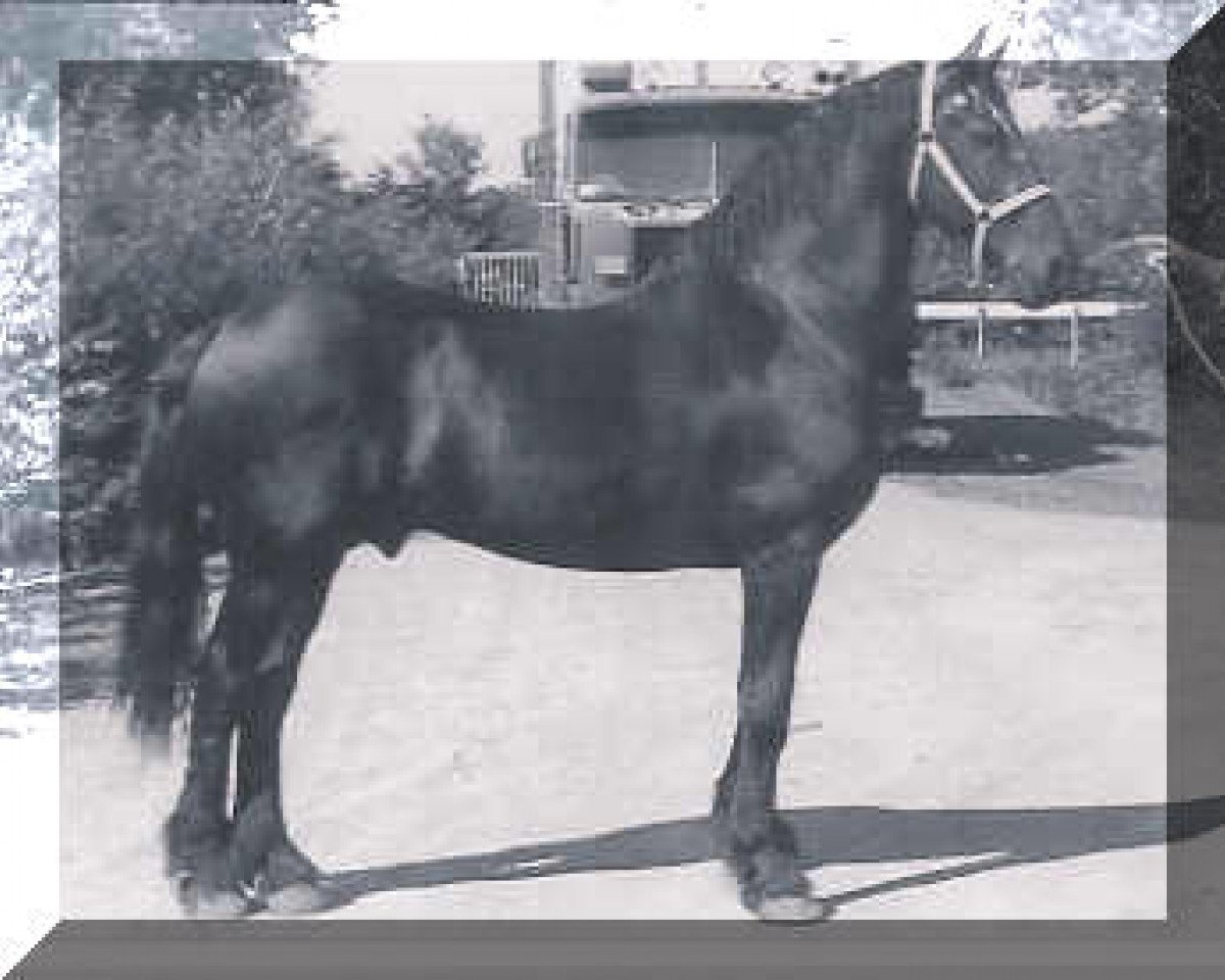Deckhengst Romke 234 (Friese, 1966, von Ritske 202)