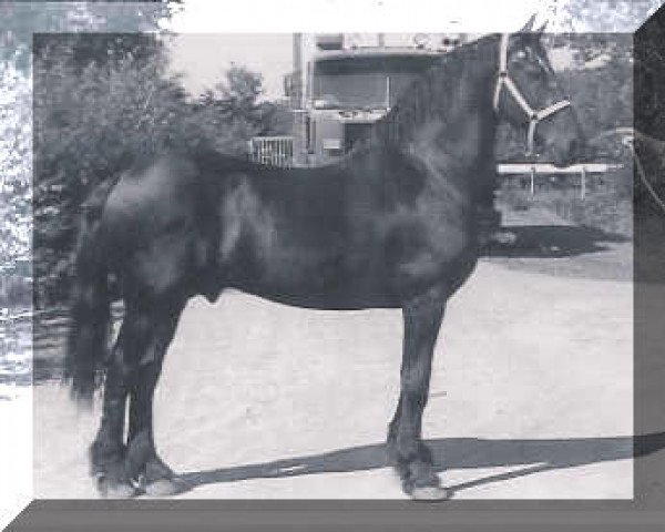 stallion Romke 234 (Friese, 1966, from Ritske 202)