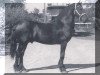 stallion Romke 234 (Friese, 1966, from Ritske 202)