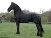 stallion Yk. 339 (Friese, 1991, from Romke 234)