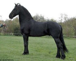 stallion Yk. 339 (Friese, 1991, from Romke 234)