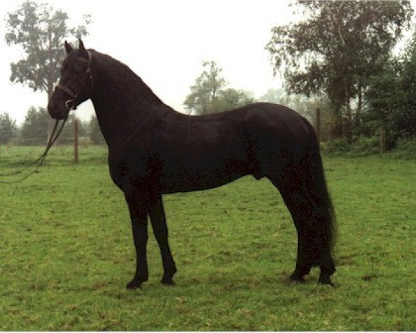 stallion YK Dark Danilo (Arabofriese, 1997, from Yk. 339)
