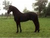 stallion YK Dark Danilo (Arabofriese, 1997, from Yk. 339)