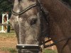 dressage horse Bickenalb's Cor de la Mint (Holsteiner, 2012, from Cormint)