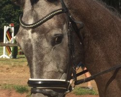 dressage horse Bickenalb's Cor de la Mint (Holsteiner, 2012, from Cormint)