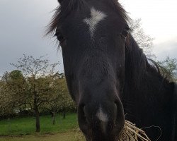 dressage horse Rayan S (Hessian Warmblood, 2016, from Rotspon)