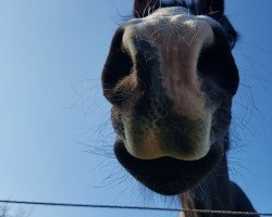 dressage horse Rih (Hessian Warmblood,  , from Rotspon)