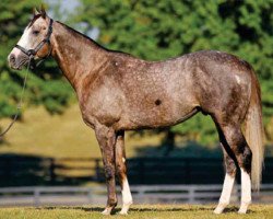 stallion Zensational xx (Thoroughbred, 2006, from Unbridled's Song xx)