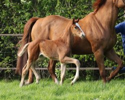 horse Quirinus caro R (Hannoveraner, 2017, from Quaterhall)