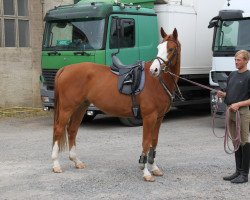 dressage horse Sir Arnhold (German Sport Horse, 2011, from Sir Hayfield)