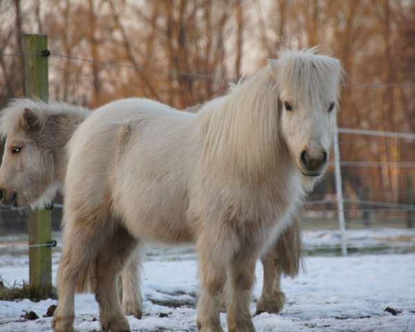 broodmare Pepper (Shetland pony (under 87 cm), 2013, from Highlight vom Ellernbrook)