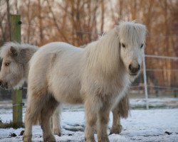 Pferd Pepper (Shetland Pony (unter 87 cm), 2013, von Highlight vom Ellernbrook)