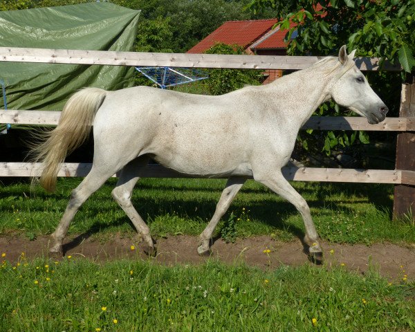 Zuchtstute Momo (Deutsches Reitpony, 1992, von Ibn Mohafez ox)