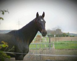 dressage horse Bayoola (Hanoverian, 2015, from Buckingham)