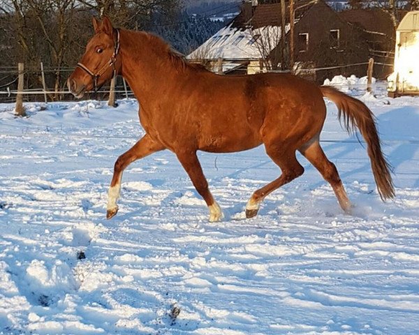 dressage horse Chief Cinnamon (German Riding Pony, 2014, from Mac Creamy)