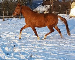 Dressurpferd Chief Cinnamon (Deutsches Reitpony, 2014, von Mac Creamy)