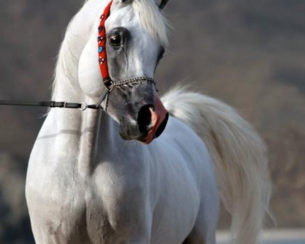 stallion Maydan-Madheen EAO (Arabian thoroughbred, 1993, from Maysoun 1985 ox)