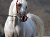 stallion Maydan-Madheen EAO (Arabian thoroughbred, 1993, from Maysoun 1985 ox)