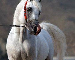 stallion Maydan-Madheen EAO (Arabian thoroughbred, 1993, from Maysoun 1985 ox)