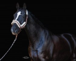 dressage horse Dark Star 8 (Hanoverian, 2010, from Dancier)