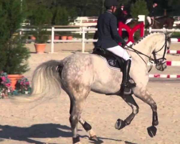 jumper Theo du Faubourg (Selle Français, 2007, from Opium de Talma)