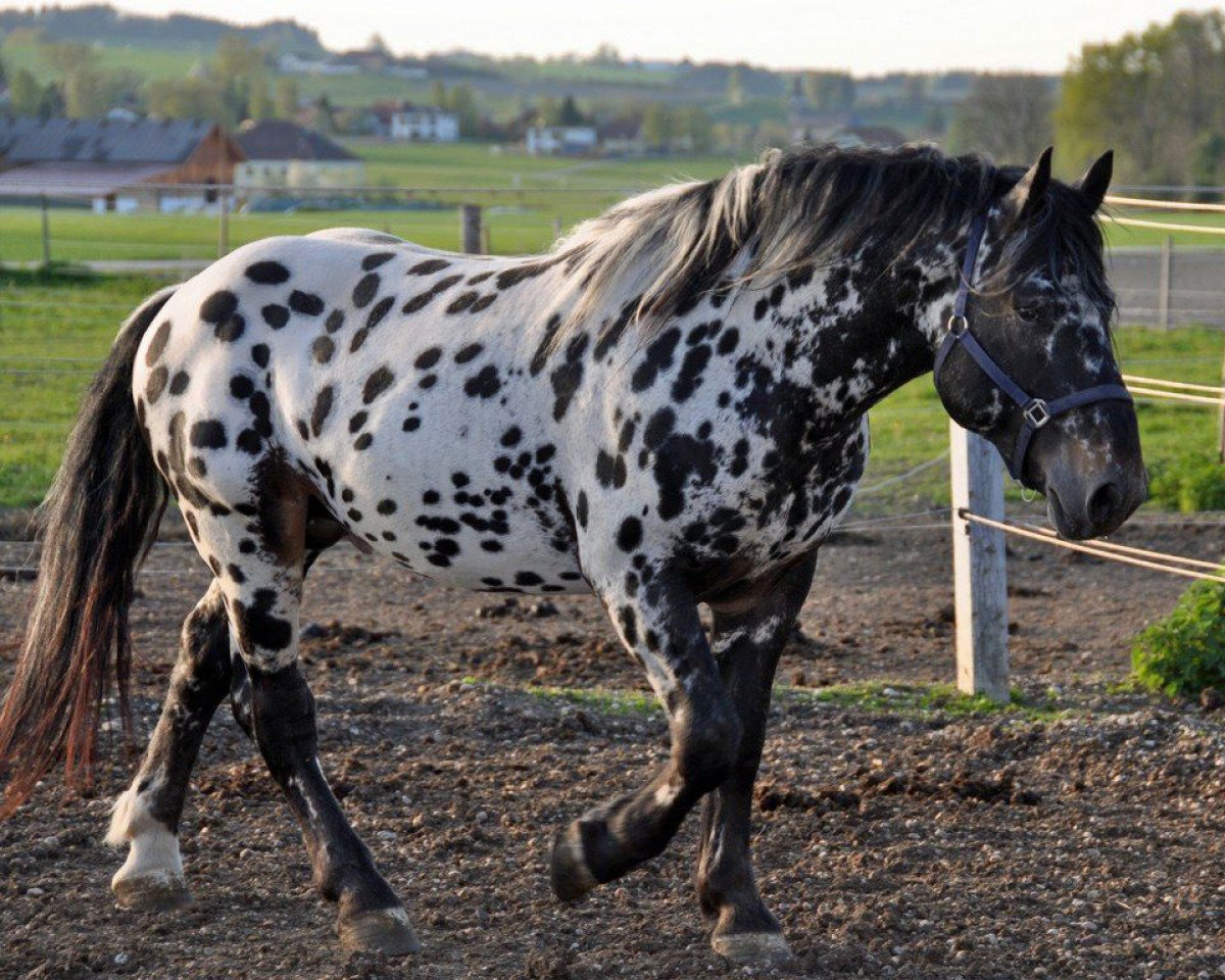 Pferd Rocky Elmar XIV (Noriker, 2008, von Ralf Elmar XIII)