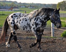 horse Rocky Elmar XIV (Noric, 2008, from Ralf Elmar XIII)