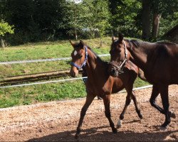 stallion Centimor Farytail (Holsteiner, 2015, from Centimor 111 FIN)