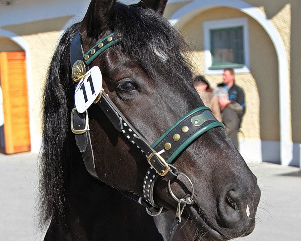 Zuchtstute Madame (Noriker, 2012, von Wodan Nero XIV)