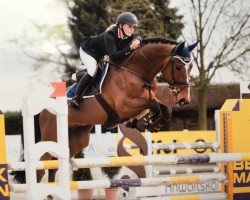 jumper Carouge 8 (Oldenburg show jumper, 2010, from Carinue)