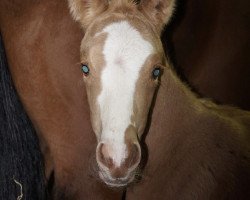 broodmare Dita von Q (Westphalian, 2017, from Qaside Md)