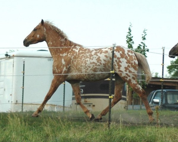 horse Brav Appi (Appaloosa,  )