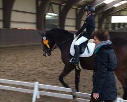 dressage horse Lancelot (Trakehner, 2002, from Buddenbrock)