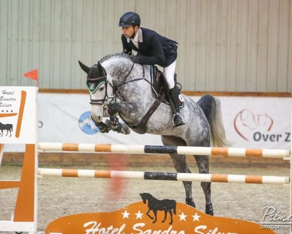 jumper Casper H (German Sport Horse, 2009, from Cellestial)