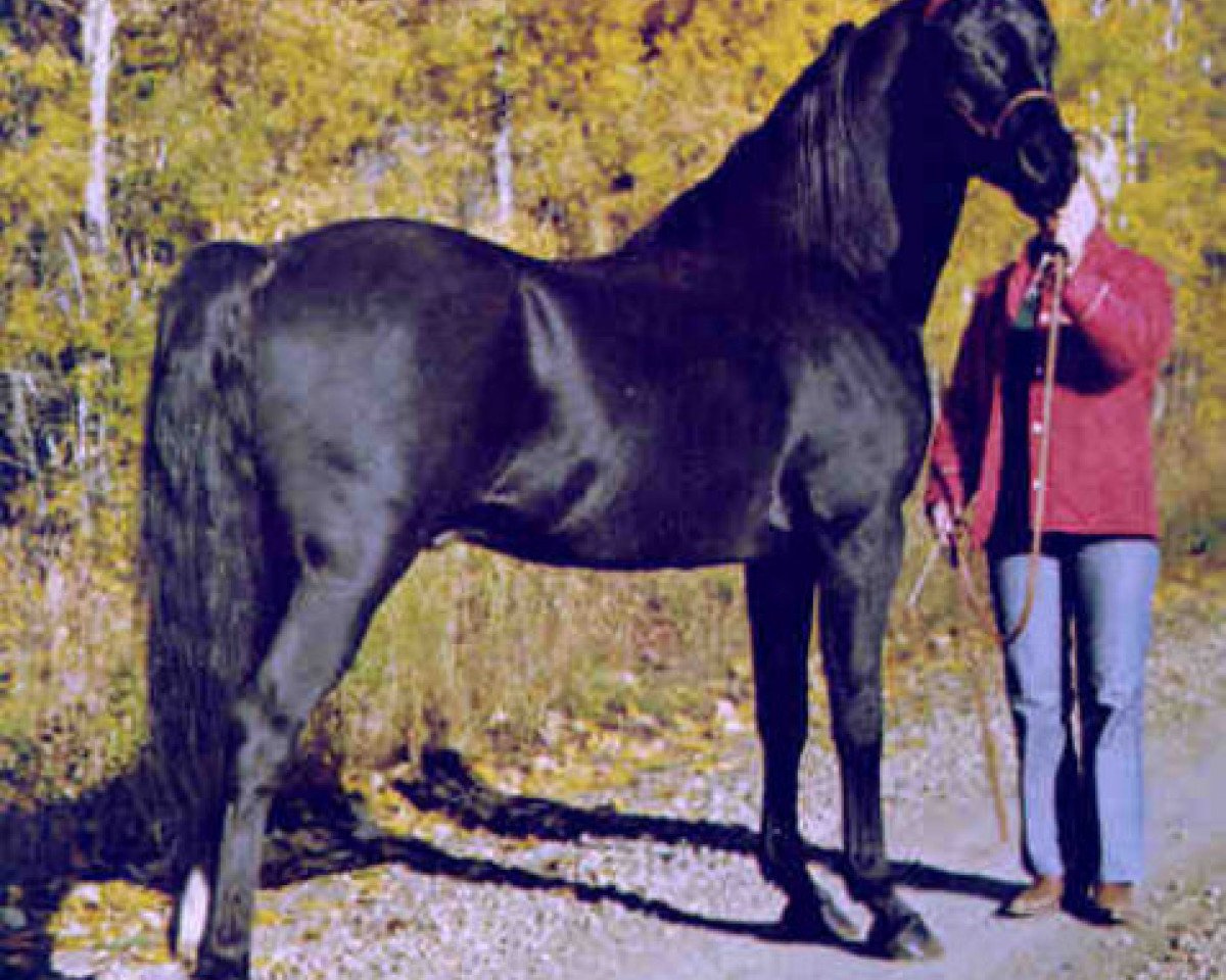 stallion Char Nigre EAO (Arabian purebred, 1968, from Negem ox)