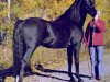 stallion Char Nigre EAO (Arabian thoroughbred, 1968, from Negem ox)