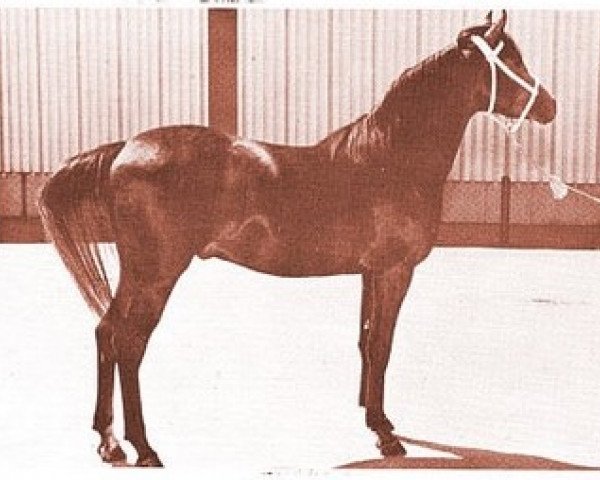 stallion R-Akab ox (Arabian thoroughbred, 1959, from Kubriya ox)