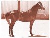 stallion R-Akab ox (Arabian thoroughbred, 1959, from Kubriya ox)