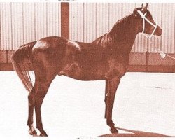 Deckhengst R-Akab ox (Vollblutaraber, 1959, von Kubriya ox)