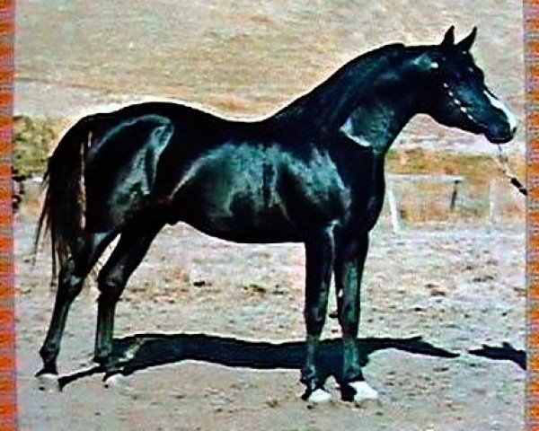 stallion SATIN SILOUETTE (Arabian thoroughbred, 1966, from R-Akab ox)