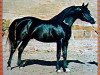 stallion SATIN SILOUETTE (Arabian thoroughbred, 1966, from R-Akab ox)