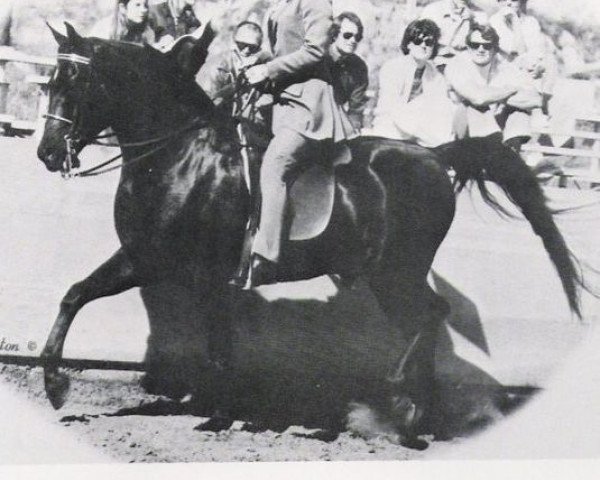 stallion Malabar Duke ox (Arabian thoroughbred, 1969, from Sa Zarka ox)