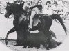 stallion Malabar Duke ox (Arabian thoroughbred, 1969, from Sa Zarka ox)