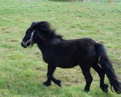 horse Schneltens Zeitlos (Shetland Pony, 2015, from Zeoliet v.d. Zandhoeve)