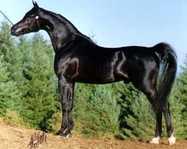 stallion Haziz Halim EAO (Arabian thoroughbred, 1982, from Ansata Ibn Halima 1958 EAO)