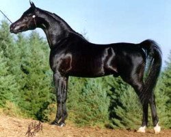 stallion Haziz Halim EAO (Arabian thoroughbred, 1982, from Ansata Ibn Halima 1958 EAO)