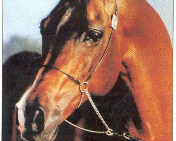 stallion Traditio ox (Arabian thoroughbred, 1976, from Gdansk ox)